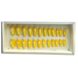 Kunstige Negle Blooming Design 