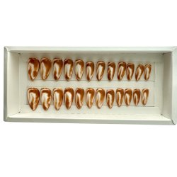 Kunstige Negle Blooming Design 